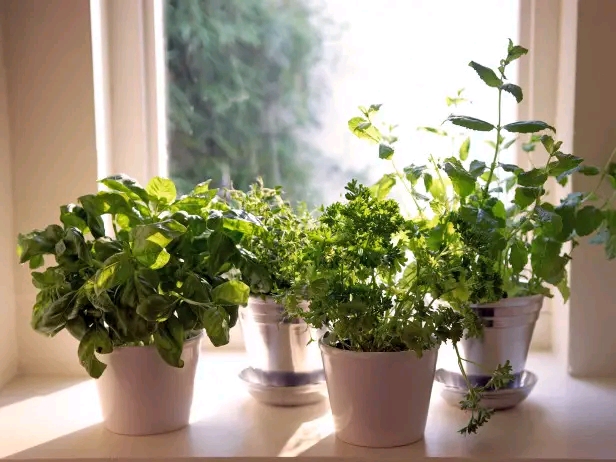 Essential Fresh Herbs to Have and How to Use Them