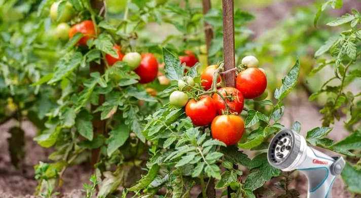 Best Vegetables for Beginner Gardening