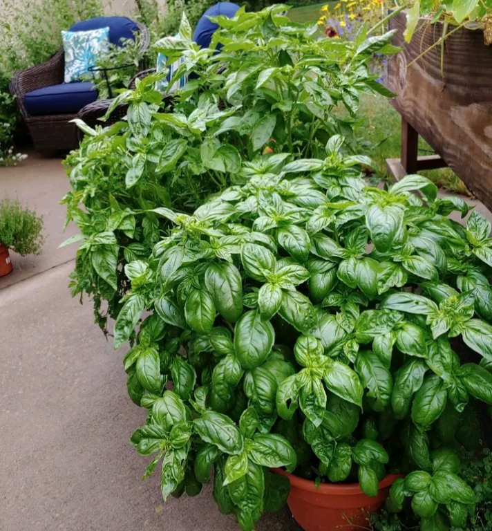 Right way to Grow Basil at Home