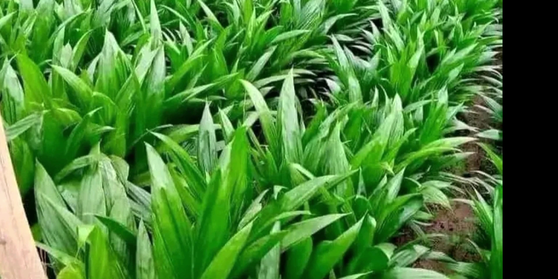 How to Effectively Grow and Manage Oil Palm Seedlings in a Nursery