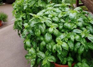 Basil: Mosquito repellent plant