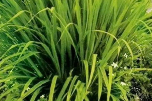 Lemongrass: Mosquito repellent plant 