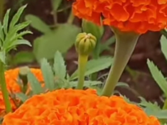 Marigold: Mosquito repellent plant