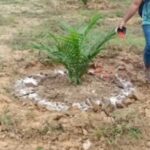 Mistakes to Avoid when Applying Fertilizer to Oil Palm Seedlings