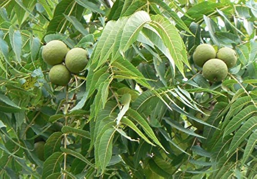 Making Profit from Walnut Farming Business